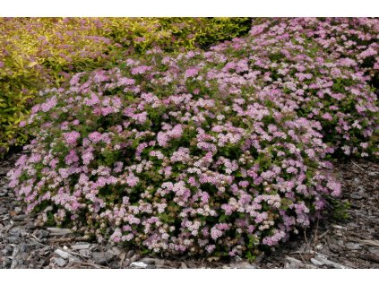 Spiraea japonica Little Princess - Tavolník, zakrslý