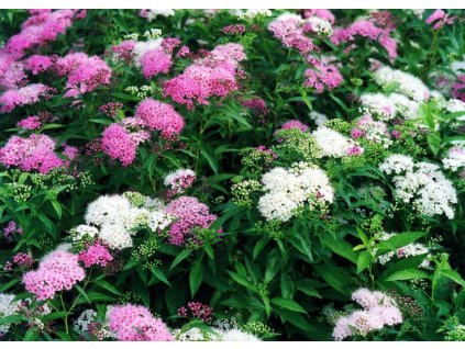 Spiraea japonica Shirobana - tavolník dvoubarevny kvet