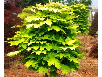 Acer platanoides Golden Globe - Javor žlutolistý, kulovitý
