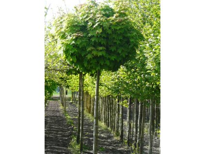 Acer platanoides Globosum - Javor kulovitá koruna