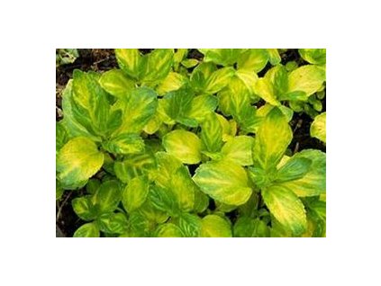 Mentha - máta
