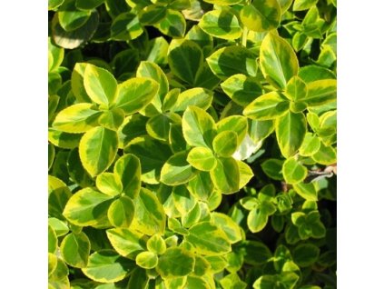 Euonymus fortunei Canadale Gold - žlutolistý brslen na kmínku