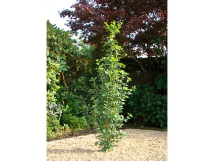 Ginkgo biloba Menhir - Jinan