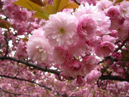 Prunus serrulata Kanzan - okrasná třešeň - Sakura