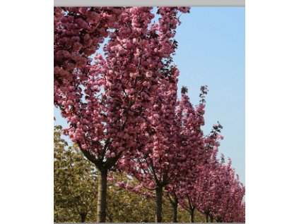 Prunus serrulata Royal Burgundy - okrasná třešeň, červenolistá