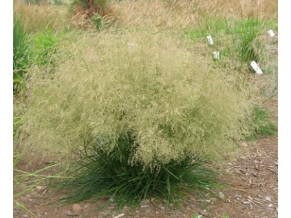 Deschampsia caespitosa - Metlice trsnatá