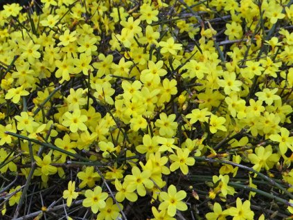 Jasminum nudiflorum - Jasmín, popínavka