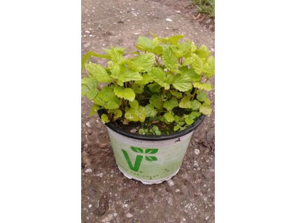 Melissa officinalis - Meduňka