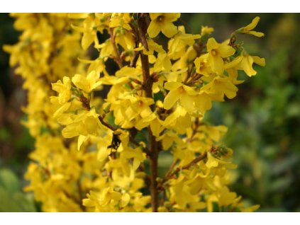 Forsythia intermedia Minigold - zlatice