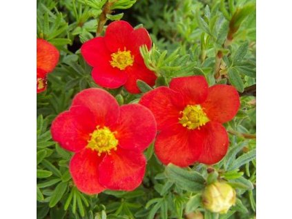 Potentilla fruticosa Red Ace