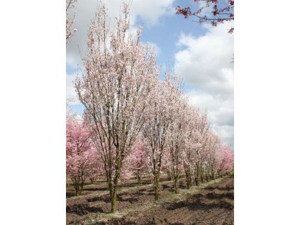 Prunus hillieri Spire - Okrasná třešeň