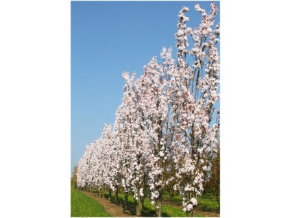 Prunus serrulata Amanogawa - Sloupovitá sakura