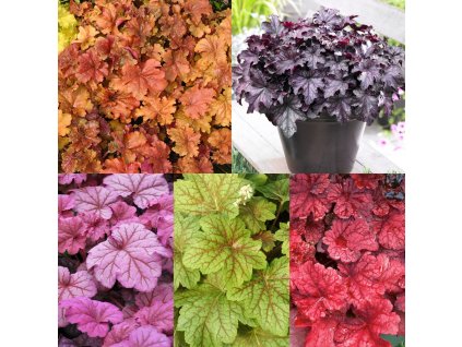 Heuchera - dlužicha