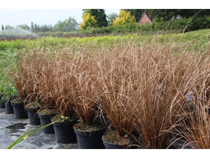 Carex comans Bronze - Ostřice