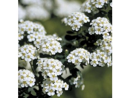 Spiraea nipponica Snowmound - tavolník