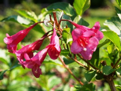 Weigela - vajgélie v odrůdách