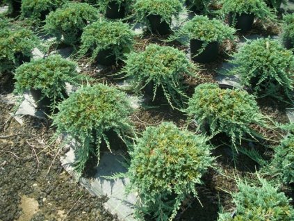 Juniperus horizontalis Wiltonii - jalovec