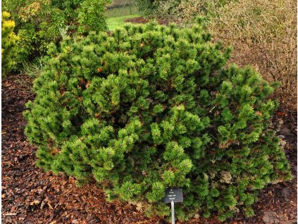 Pinus mugo Humpy - Borovice kleč