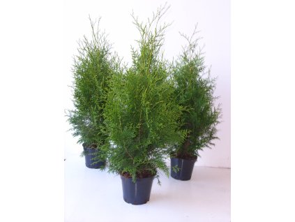 Thuja occidentalis Brabant - tuje na živý plot