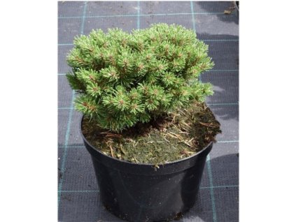 Pinus uncinata - Borovice