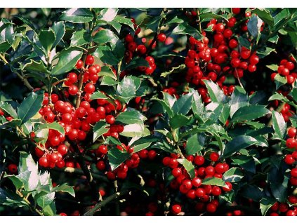 Ilex x meserveae Blue Maid - Cesmína