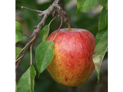 Malus domestica Cox's Orange - jabloň