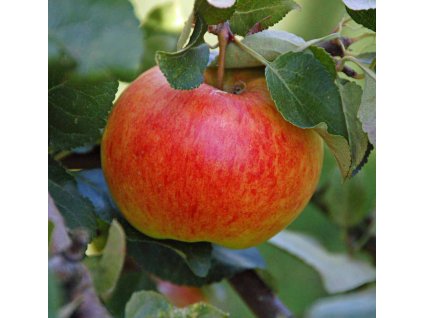 Malus domestica James Grieve - jabloň