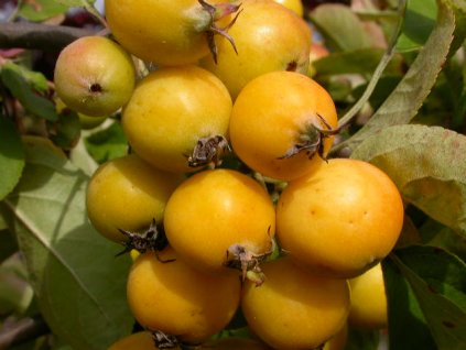 Malus Golden Hornet - okrasná jabloň