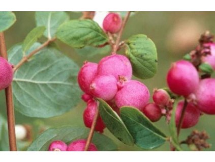 Symphoricarpos x chenaultii Hancock - Pámelník