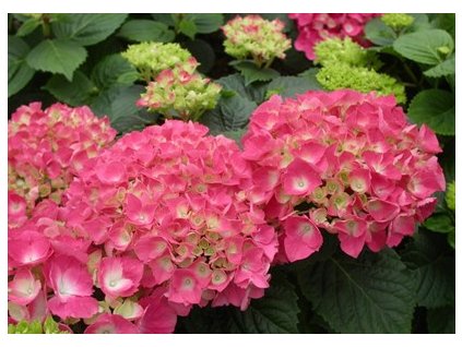 Hydrangea macrophylla - Hortenzie