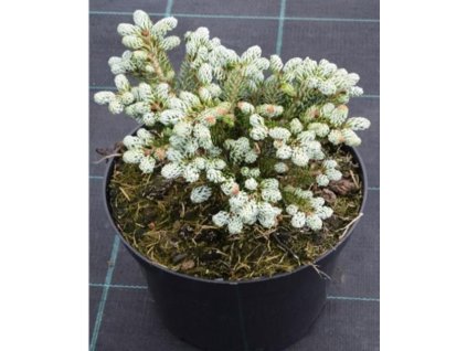 Abies koreana Kohouts Icebreaker - Zakrslá jedle