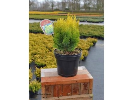 Chamaecyparis lawsoniana Minima Aurea - Zakrslý cypřišek