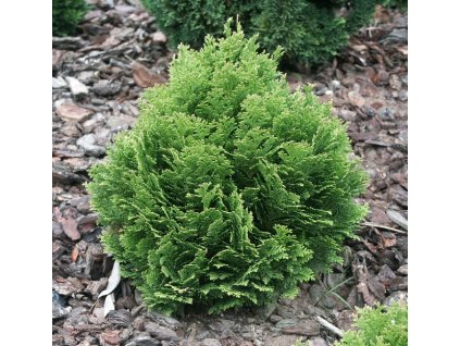 Chamaecyparis lawsoniana Minima Glauca - Zakrslý cypřišek