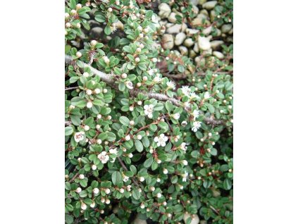 Cotoneaster procumbens Queen of Carpet - Poléhavý skalník
