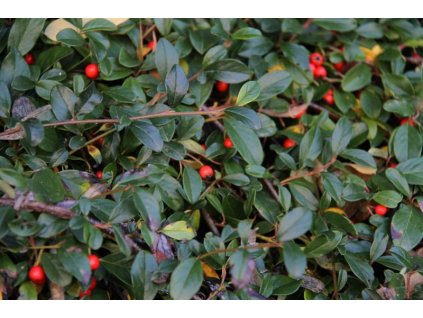 Cotoneaster dammeri Major - poléhavý skalník