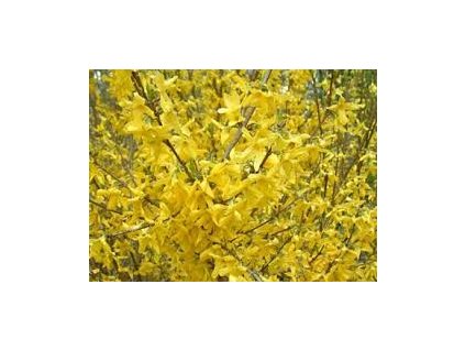 Forsythia intermedia Week-End - Zlatý déšť
