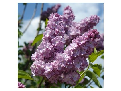 Syringa vulgaris Katharine Havemeyer - šeřík