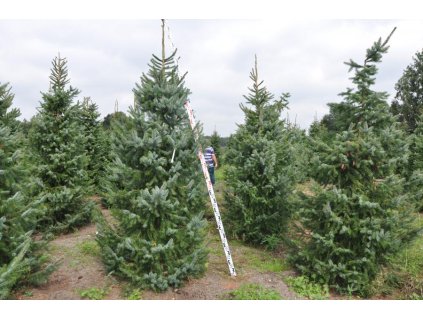 Picea omorika - smrk Pančičův