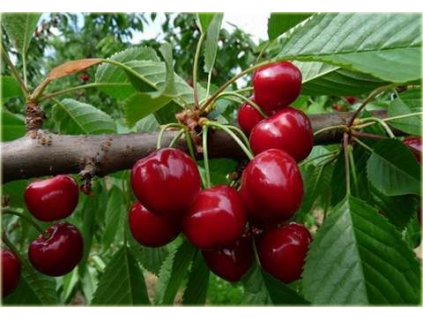 Prunus avium Kordia - třešeň