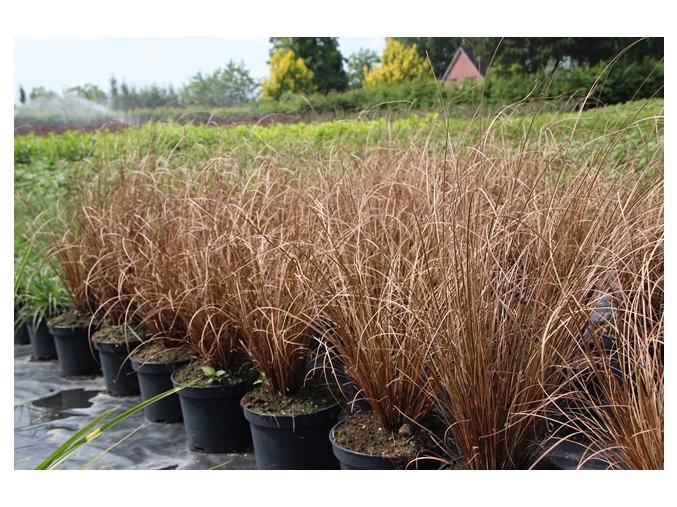 Carex comans Bronze - Ostřice - Zahradnictví Eshop