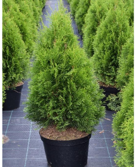 Thuja occidentalis Smaragd - Zerav pro živé ploty