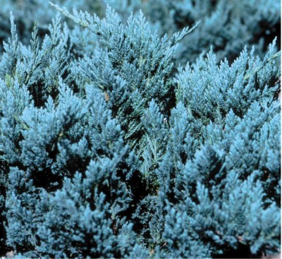Juniperus horizontalis 'Blue Chip' - jalovec