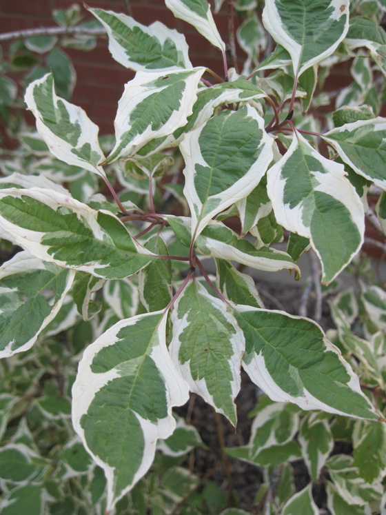 Cornus alba Elegantissima - Svída, žíhaný list