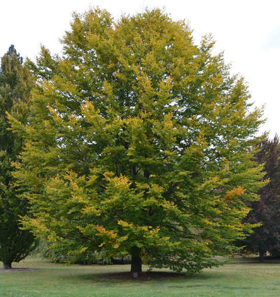 Fagus sylvatica - Buk lesní