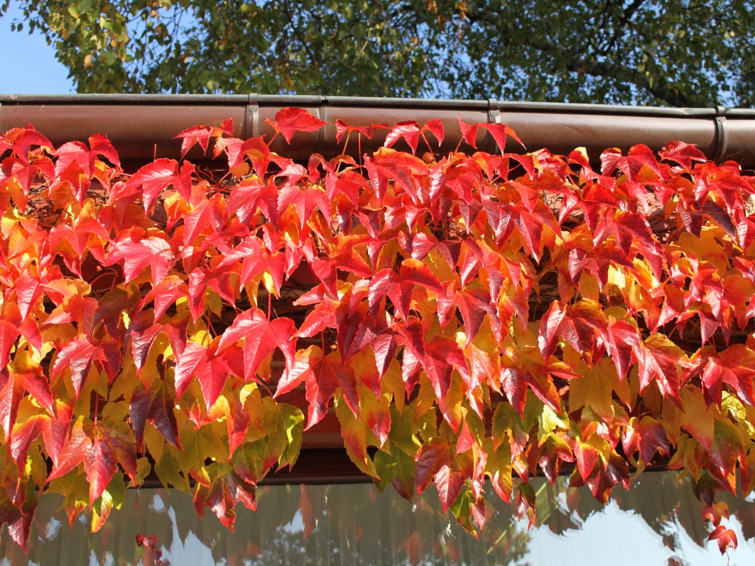 Parthenocissus tricuspidata Veitchii - Psí víno