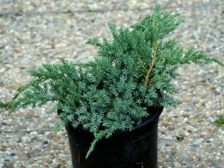 Juniperus Blue Carpet