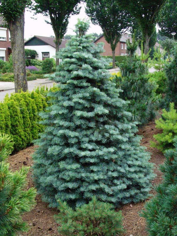 Abies concolor Compacta - Jedle zakrslá, stříbrný list