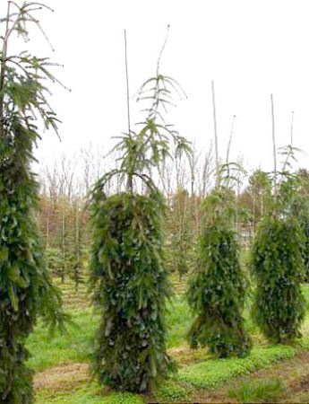 Abies nordmanniana Pendula - Jedle převislá