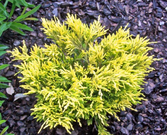 Juniperus horizontalis Lime Glow - Jalovec