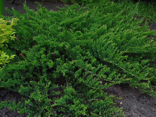 Juniperus horizontalis Prince of Wales - Jalovec